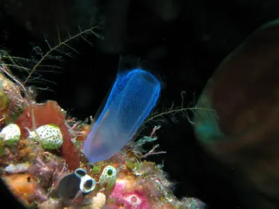Ascidian Tunicate
