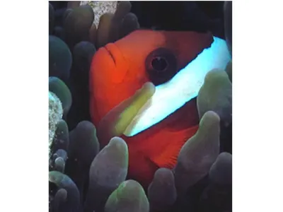 Spine Cheek Clownfish