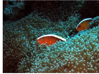 Skunk Anemonefish