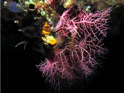 Coral and Tunicates