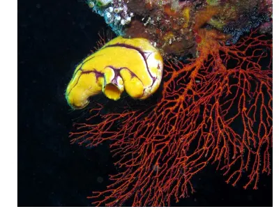 Golden Sea Squirt