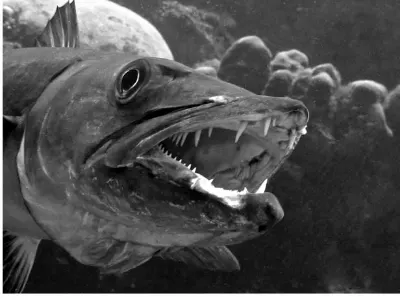 Barracuda Bite
