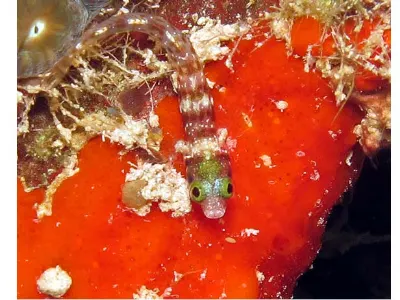 Blenny in Full View