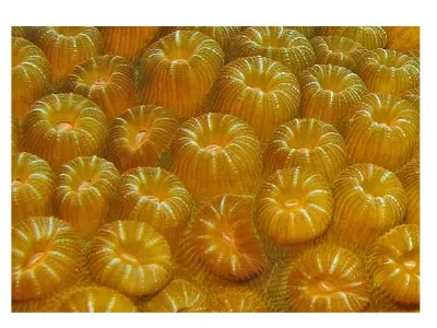 Coral Polyps