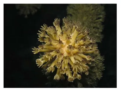 Coral Rod