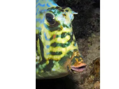 Cowfish