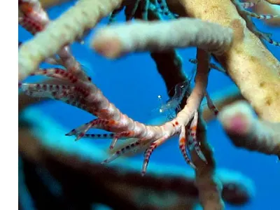 Crinoid Shrimp