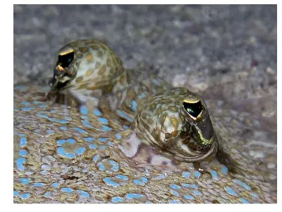 Flounder Eyes