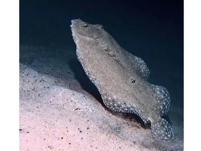 Flounder on the Rise