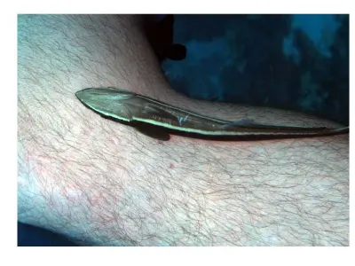 Friendly Remora