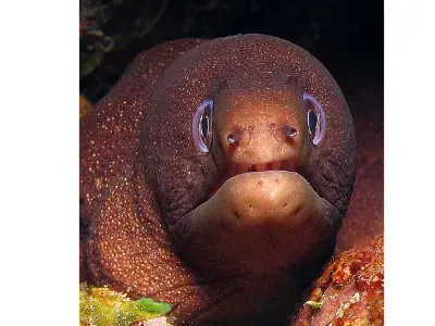 Goldentail Moray