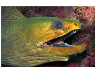 Green Moray 2