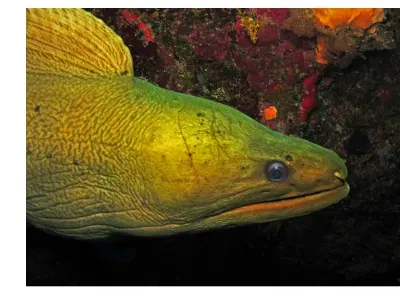 Green Moray