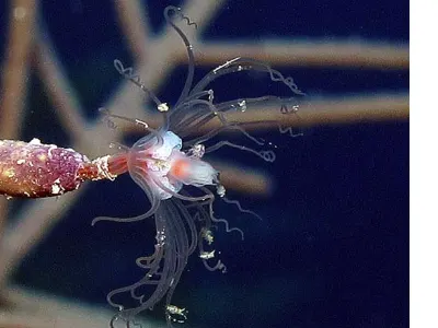 Hydroid