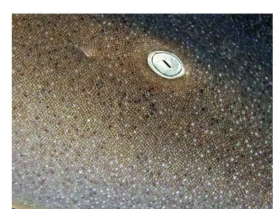 Nurse Shark Eye
