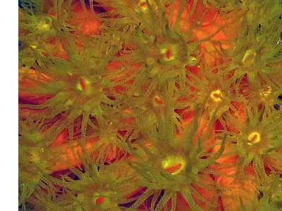 Orange Cup Coral