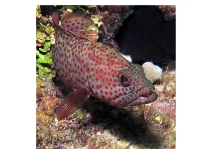 Red Hind
