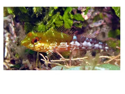 Saddle Blenny