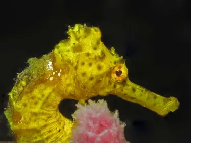 Seahorse 1 of 5