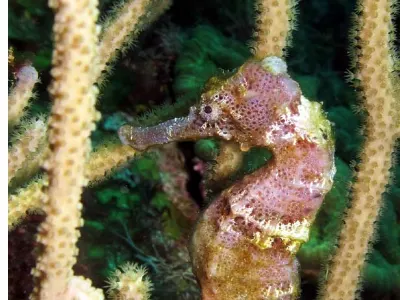 Seahorse 2 of 5