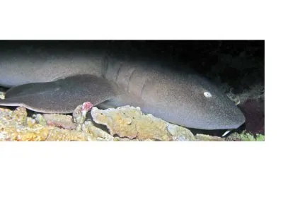 Shark
