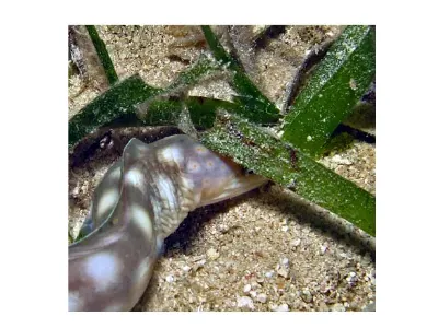 Sharptail Eel on the Hunt