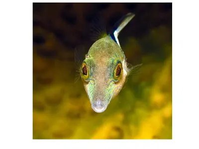 Sharptail Puffer Face