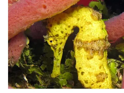 Shy Seahorse
