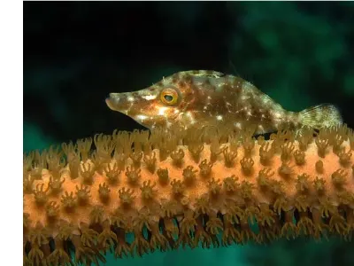 Slender Filefish