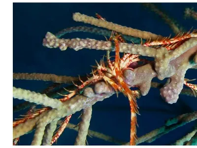Swimming Crinoid