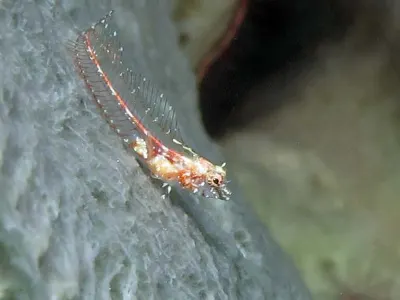 Triplefin Blenny