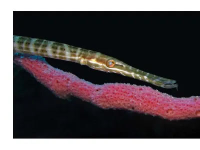 Trumpetfish