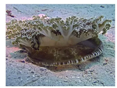 Upside Down Jellyfish
