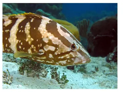Wary Grouper