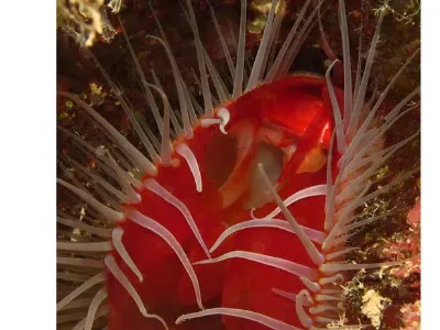 Bearded File Clam