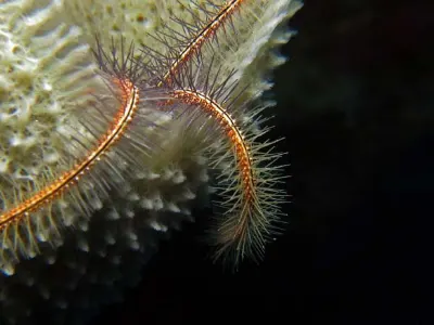 Brittle Starfish