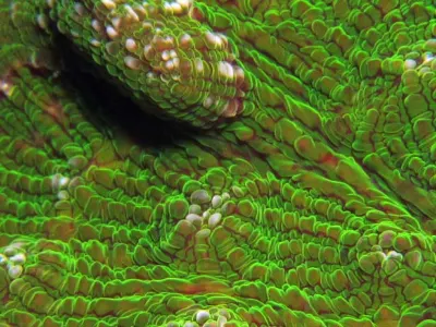 Cactus Coral