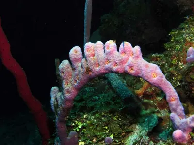 Coral Bridge