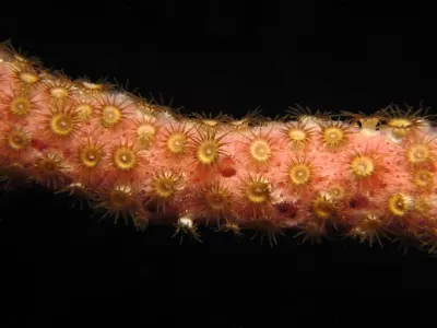 Coral Polyps