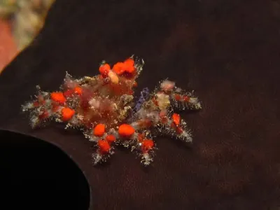 Cryptic Teardrop Crab