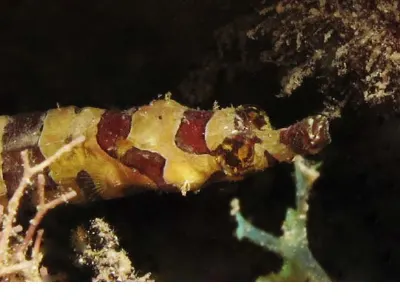 Harlequin Pipefish