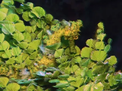Hiding in the Halimeda