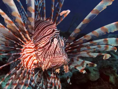 Lionfish