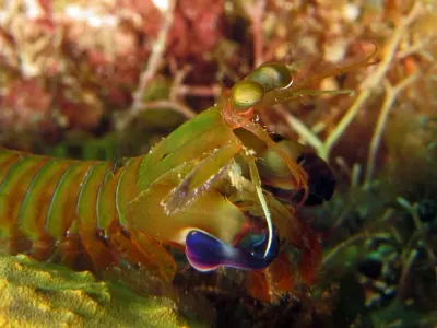 Mantis Shrimp