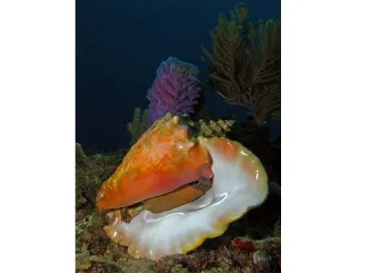 Queen Conch