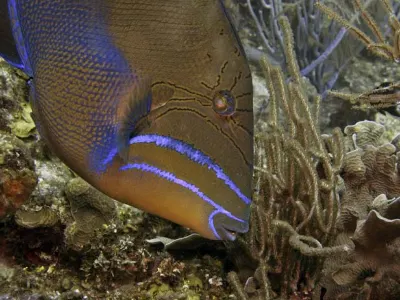 Queen Triggerfish