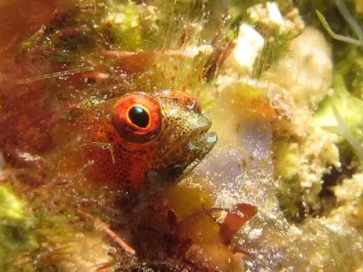 Rough Head Blenny