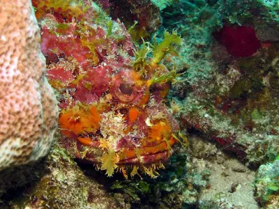 Scorpionfish