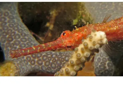 Shortfin Pipefish