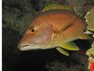 Snapper